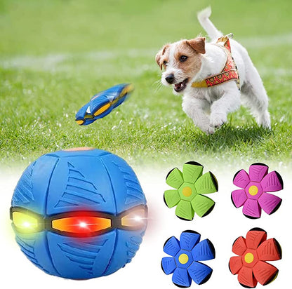 Dog Frisbee